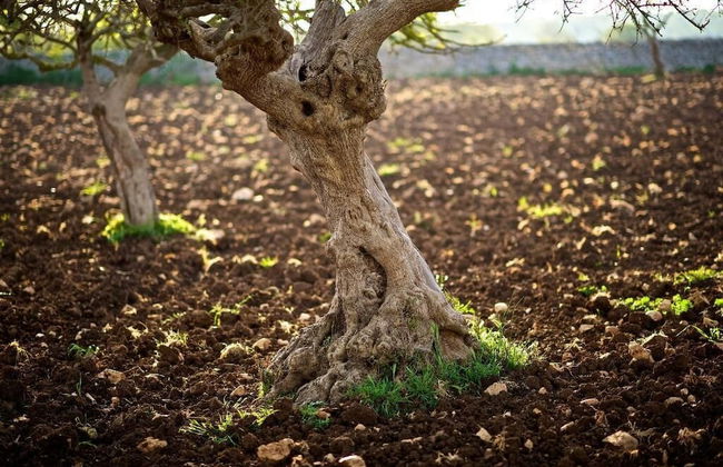Masseria Ciavea - Photo 37