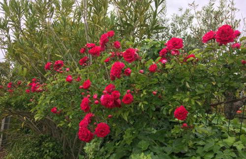 Monte do Rei Santo - Foto 29