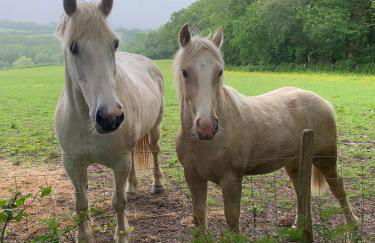 Motts Lodge - Photo 30