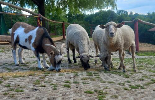 Koperkowe Rancho Beskid Wyspowy Domek Małopolskie KAMIONNA - Foto 57