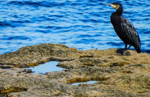 BillWatch Cottage - Foto 52