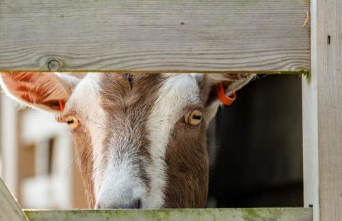 Puffin Lodge - Photo 26