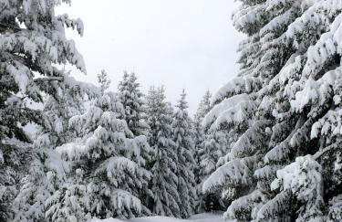 Petrini Gonia - Foto 37