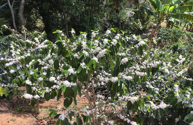 HACIENDA ILUMINADA ECO RETREAT - Foto 28