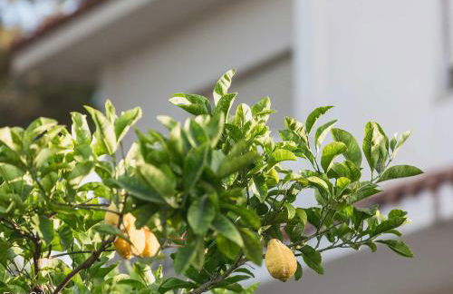 Villa Matilde - Foto 80