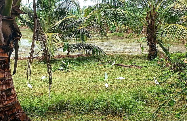 Lake Villa Near Udawalawe National Park - Foto 64