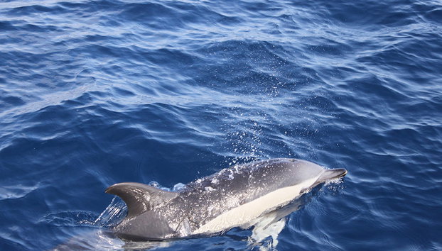 Puesta de sol y avistamiento de delfines - Foto 2