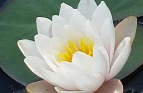 Stylisches Garden Cottage - Foto 23