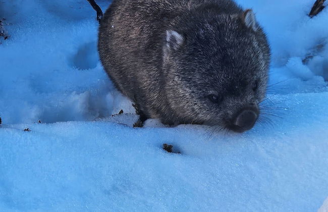 Penguin Retreat - Photo 21