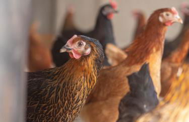 Ferienhof Bahlens-Schur - Foto 31