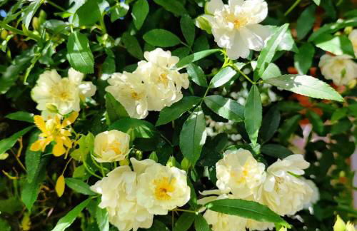 Appartements Villa Fortuna - Foto 50