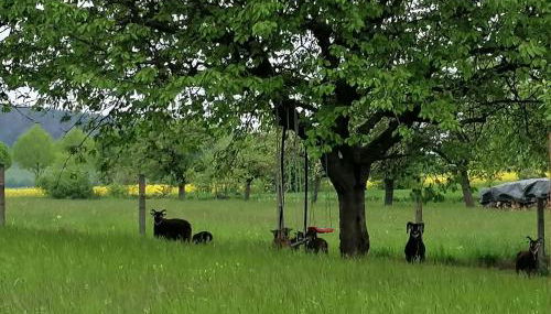 Ferienhaus Putzke - Foto 4