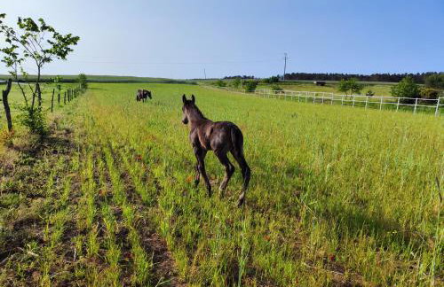 Vigor Horses - Foto 51