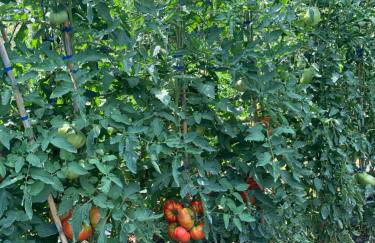 Agriturismo Cerquatonda - Foto 32