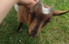 Smocze Ranczo 2 - Foto 69