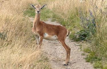 Hof zur Nette -Stilvoller Rückzugsort im Herzen des Maifelds - Foto 41