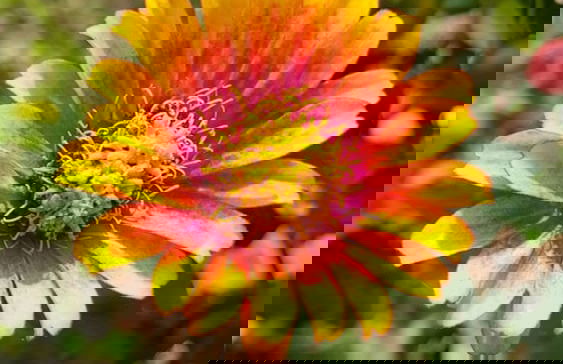 Vila Bunga Merah Gelatik - Photo 34