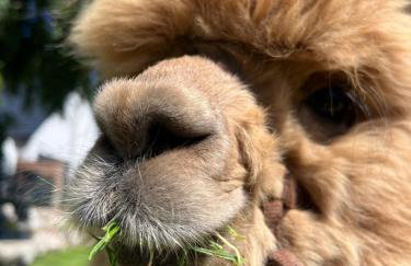 Ulinia Zacisze Dom Superior 90m2 - Fala - Mierzeja - Wydma - Photo 73