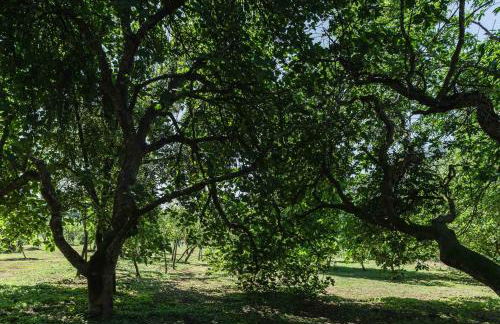 Casa Amorim Girão - Foto 25