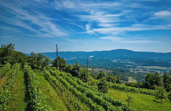 Vineyard Cottage Pavlin 2 - Foto 11