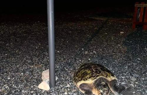 Achinos *1, Seaside, between Ierapetra & Myrtos ! - Foto 38