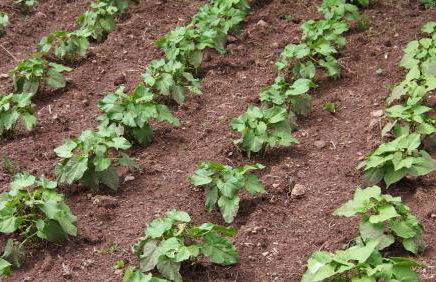 Mas Pinoses - Foto 23