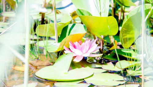 Geographer´s Cottage - Foto 5, Garden