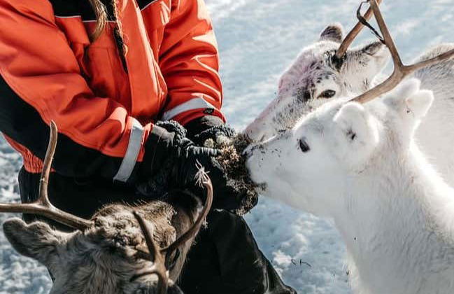 Reindeer Farm Tour - Photo 2