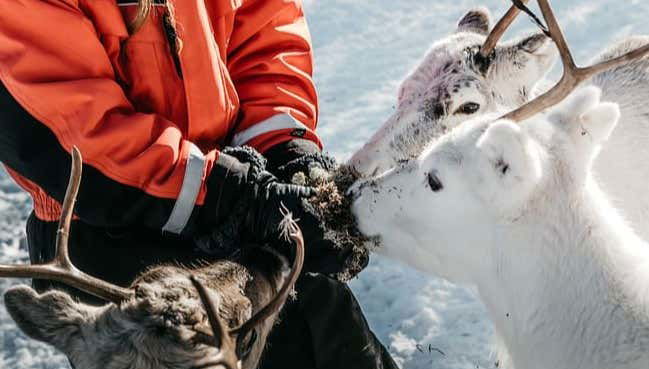 Visita a uma fazenda de renas