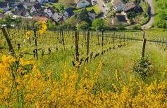 Ferienwohnung Annemarie - Foto 16