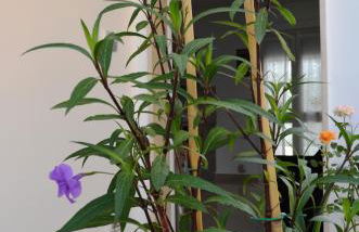 Casa Low Cost - Foto 43