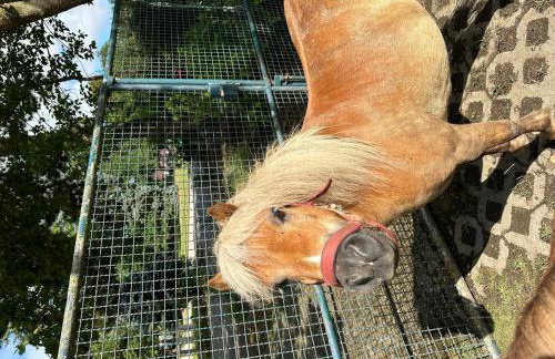 Ferienwohnung auf Pferdehof - Foto 2