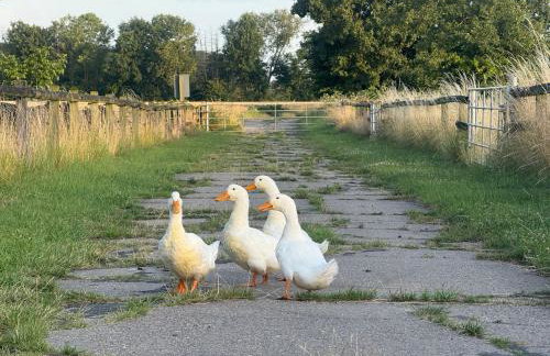 Hof König - Foto 14