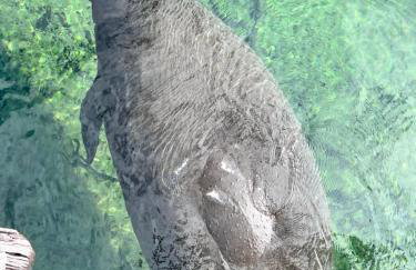 Caddyshack Condo - Foto 39