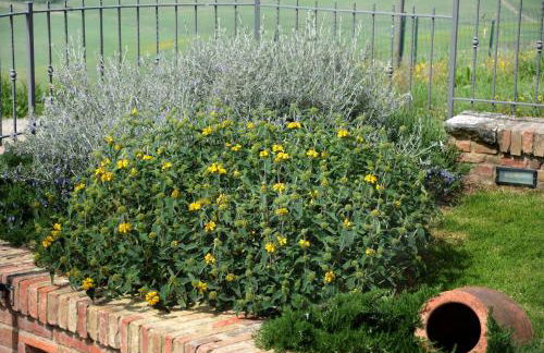 Villa Ginevra-Villa Indipendente-Crete Senesi-Tuscany - Foto 11