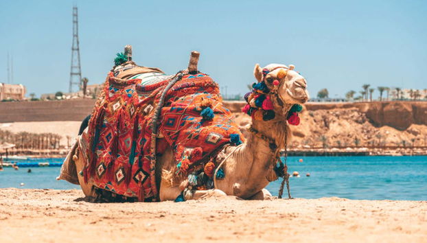 Agadir Camel Ride - Foto 3