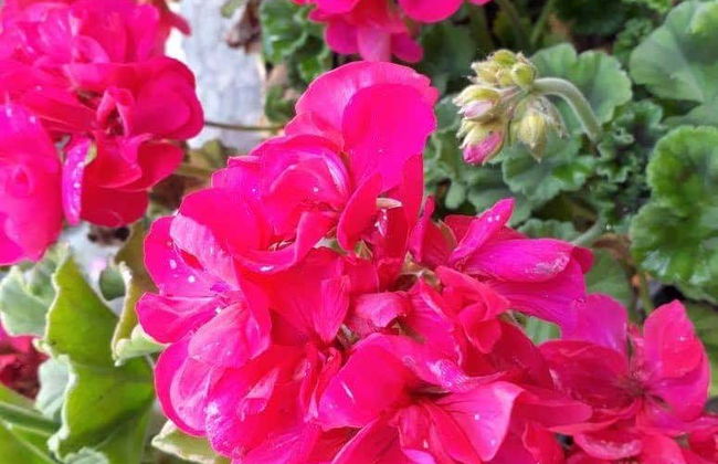 Senderismo por el bosque de Quero - Foto 6