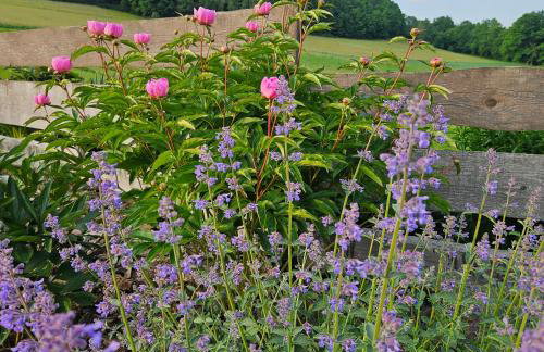 Lawendowy Raj - Foto 19