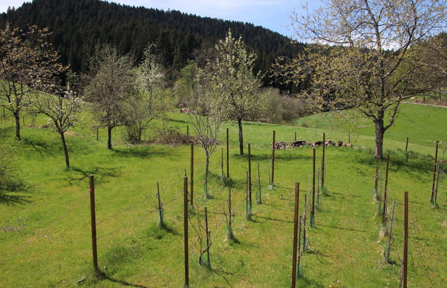 Backhäusle - Foto 18