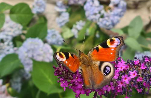 Gästewohnung My Secret Garden 2 - Keine Monteure - Foto 12