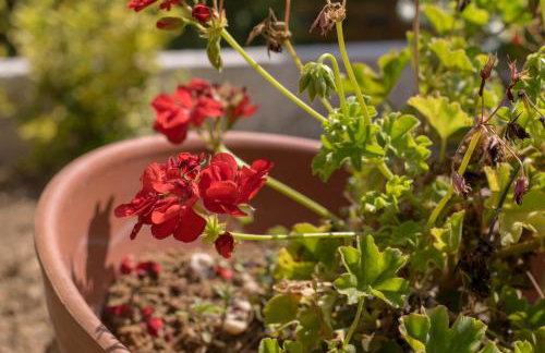 Vila Georgia - Foto 62