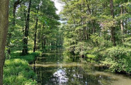 Spreewald Spreemilia Gurkenbude - Foto 18