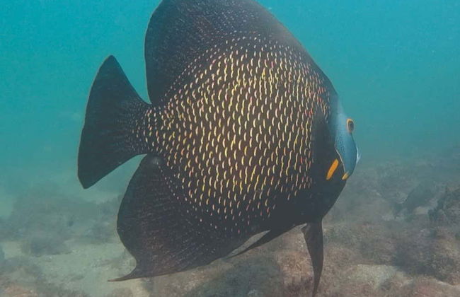 Snorkel em Ilhabela - Foto 5