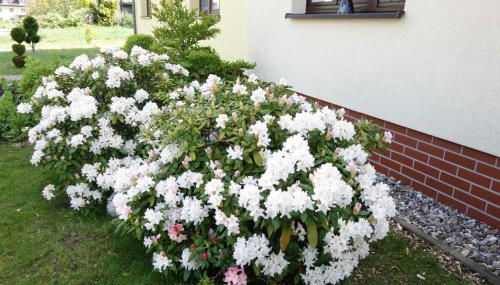 Ferienwohnung "Baum" - Foto 4