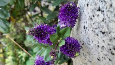 A Casa da Azenha - Foto 4, Garden, Garden view