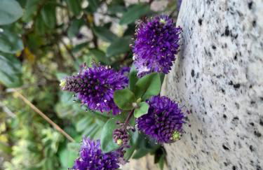 A Casa da Azenha - Foto 4