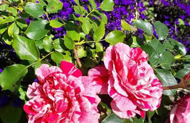 Domaine de l'Ermitage - Foto 54