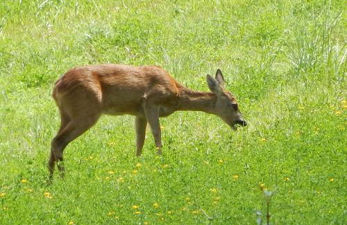 Pieve di Cà Maggiore - Photo 31