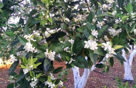 Zagara di Sicilia - Foto 118