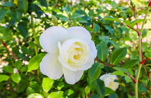 Amazing days Spa Pool Villa near Disney & Beaches - Foto 119